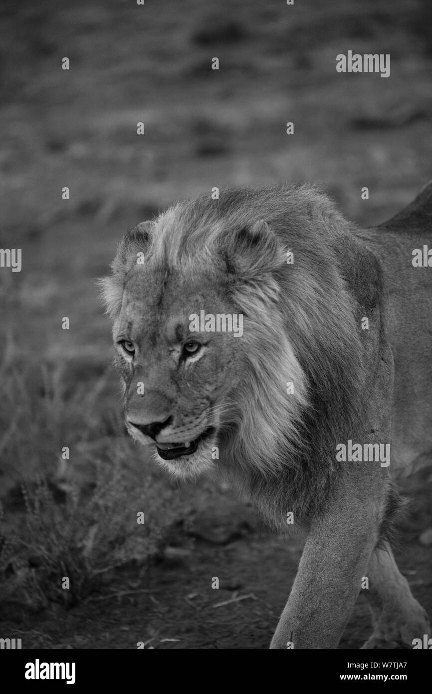 Männliche Löwe auf einer Mission Stockfoto