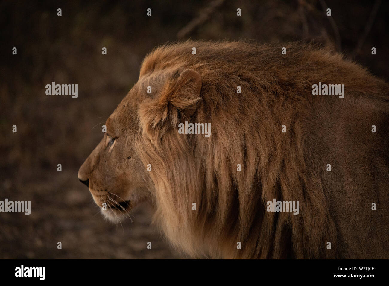Lion Portrait in Südafrika, Madikwe Safari Pirschfahrt. Es war in der Goldenen Stunden genommen, 3 Brüder auf der Bewegung für die Mahlzeit. Headshot. Stockfoto