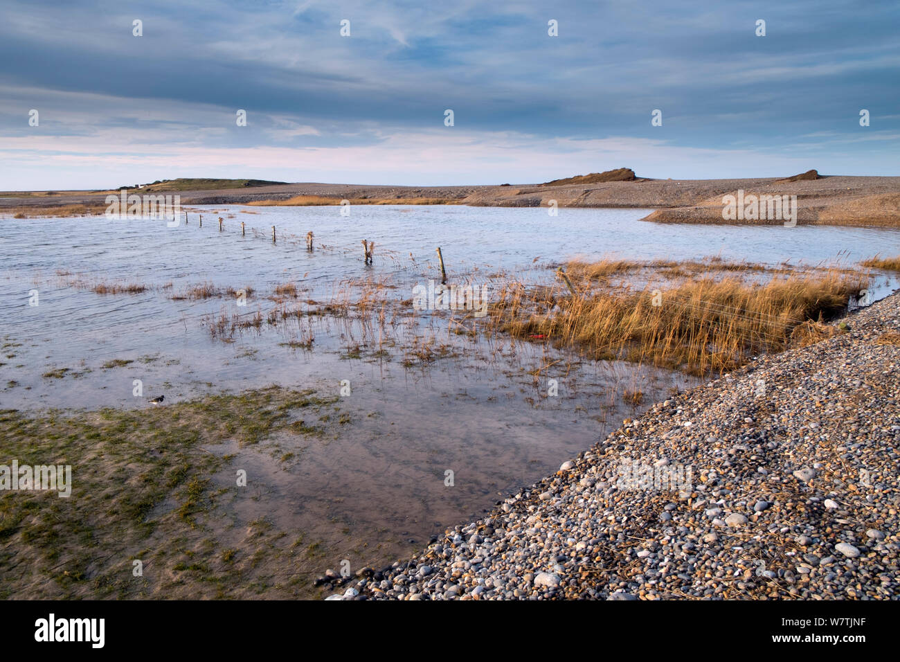 Überfluteten weiden Marsh und verletzt Schindel Küstenschutz nach dem 6. Dezember Ostküste tidal Surge, Cley NWT finden, Norfolk, England, UK, Dezember 2013. Stockfoto