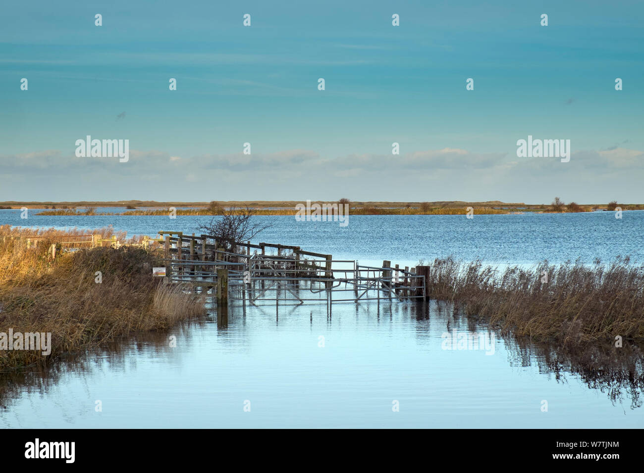 Blick auf überschwemmten Weiden Marsh nach dem 6. Dezember Ostküste tidal Surge, Burnham Norton, Norfolk, England, UK, Dezember 2013. Stockfoto