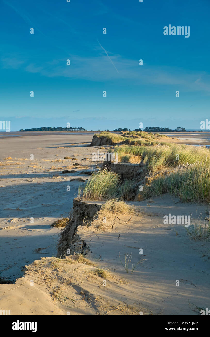 Sanddünen in Marram Gras bedeckt (Ammophila arenaria) vom 6. Dezember Ostküste tidal Surge beschädigt, Holkham Beach, Norfolk, England, UK, Dezember 2013. Stockfoto