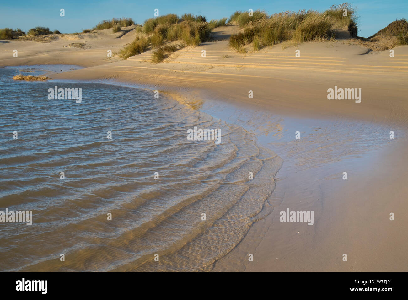 Sanddünen in Marram Gras bedeckt (Ammophila arenaria) vom 6. Dezember Ostküste tidal Surge beschädigt, Muster von den zurückweichenden Wasser verursacht, Holkham Beach, Norfolk, England, UK, Dezember 2013. Stockfoto