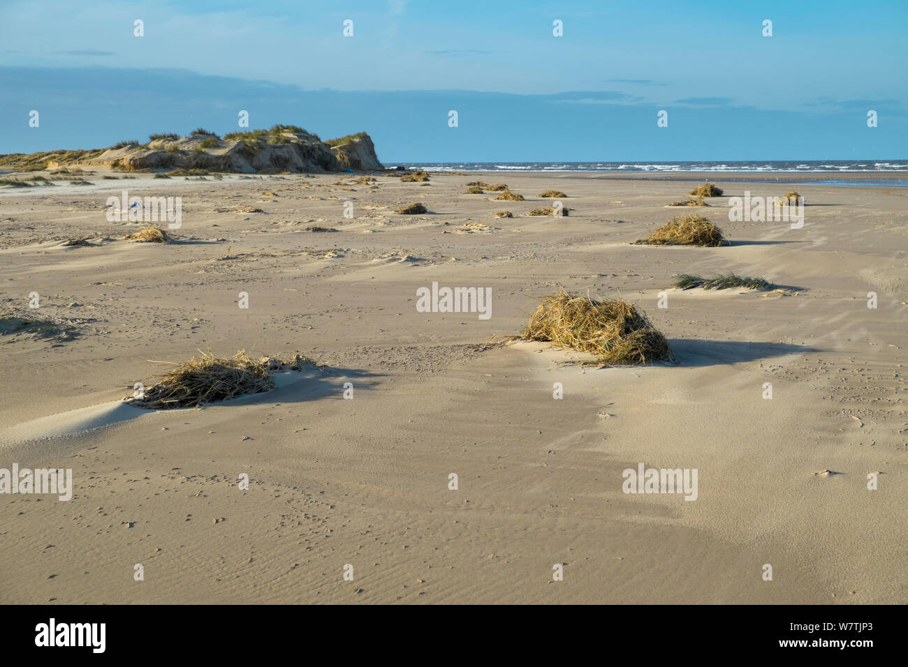 Bleibt der Marram Gras (Ammophila arenaria) von Sanddünen von der 6. Dezember Ostküste tidal Surge zerstört, Holkham Beach, Norfolk, England, UK, Dezember 2013. Stockfoto