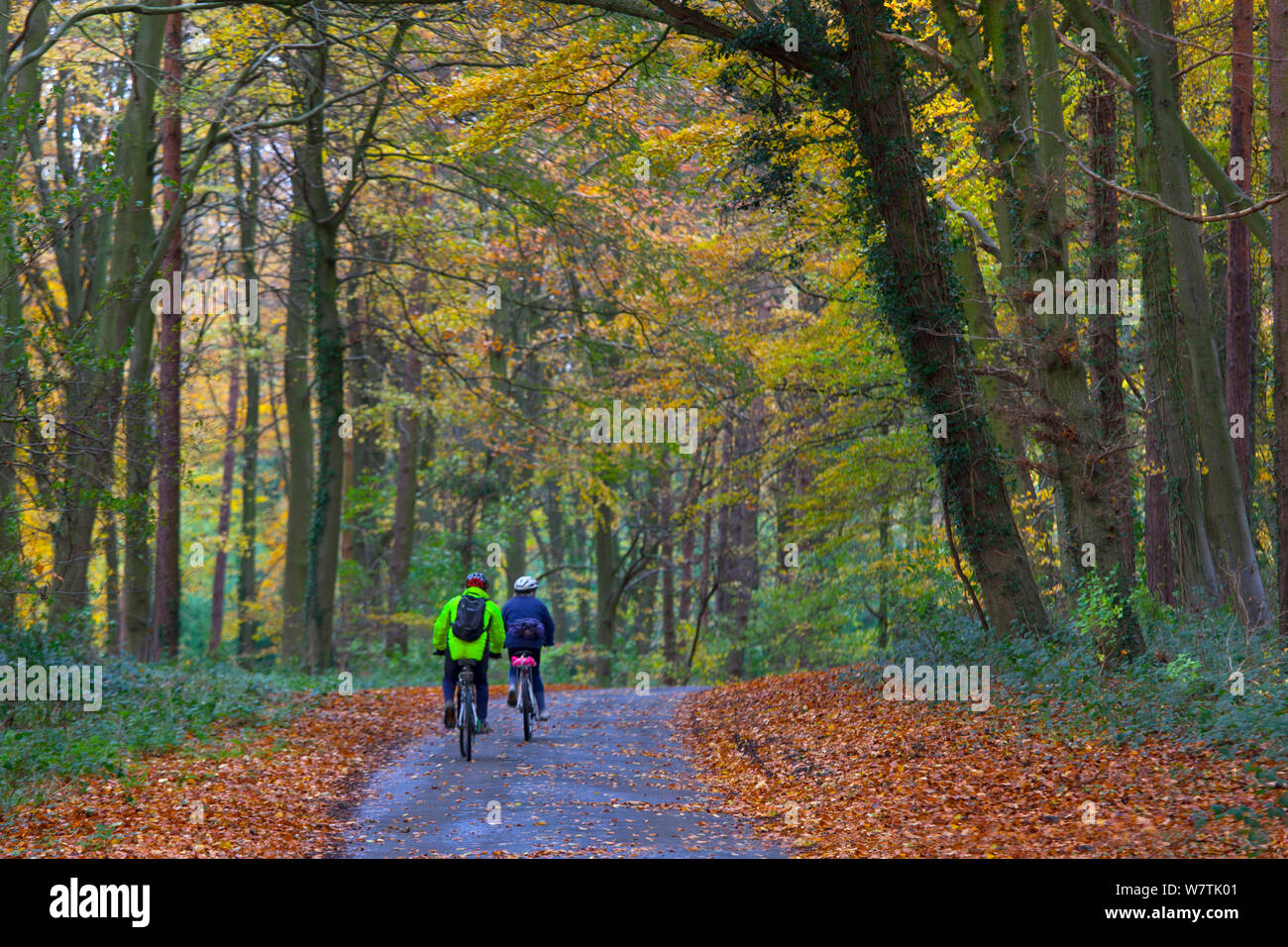 Zwei Menschen Radfahren entlang einer Spur durch die herbstlichen Wälder, Holkham, Norfolk, England, UK, November. Stockfoto