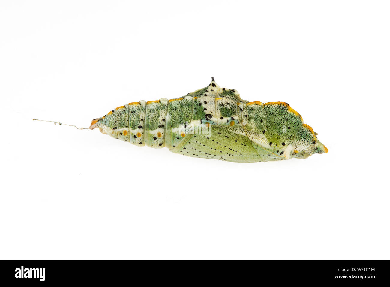 Schmetterling chrysalis (Lepidoptera) Molare, Alessandria, Piemont, Italien. Meetyourneighbors.net Projekt Stockfoto