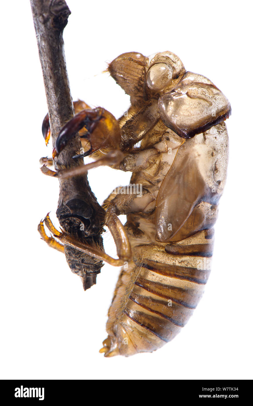 Zikade (Cicada sp.) gehäutet Exoskelett, Italien, August. Meetyourneighbors.net Projekt Stockfoto