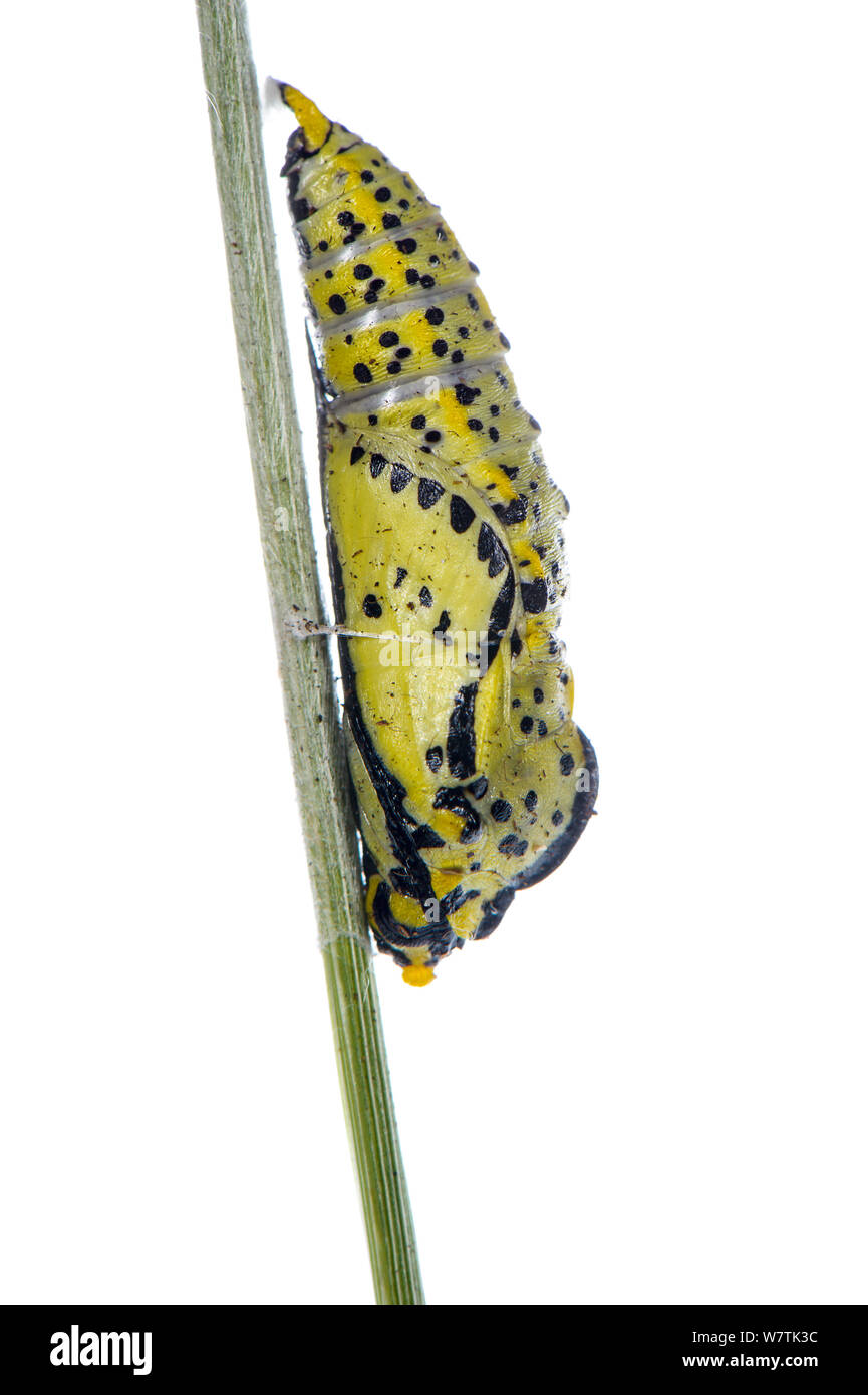 Schwarz geäderten Weiß Schmetterling (Aporie crataegi) crysalis, Mornese, Italien, Juni. Meetyourneighbors.net Projekt Stockfoto