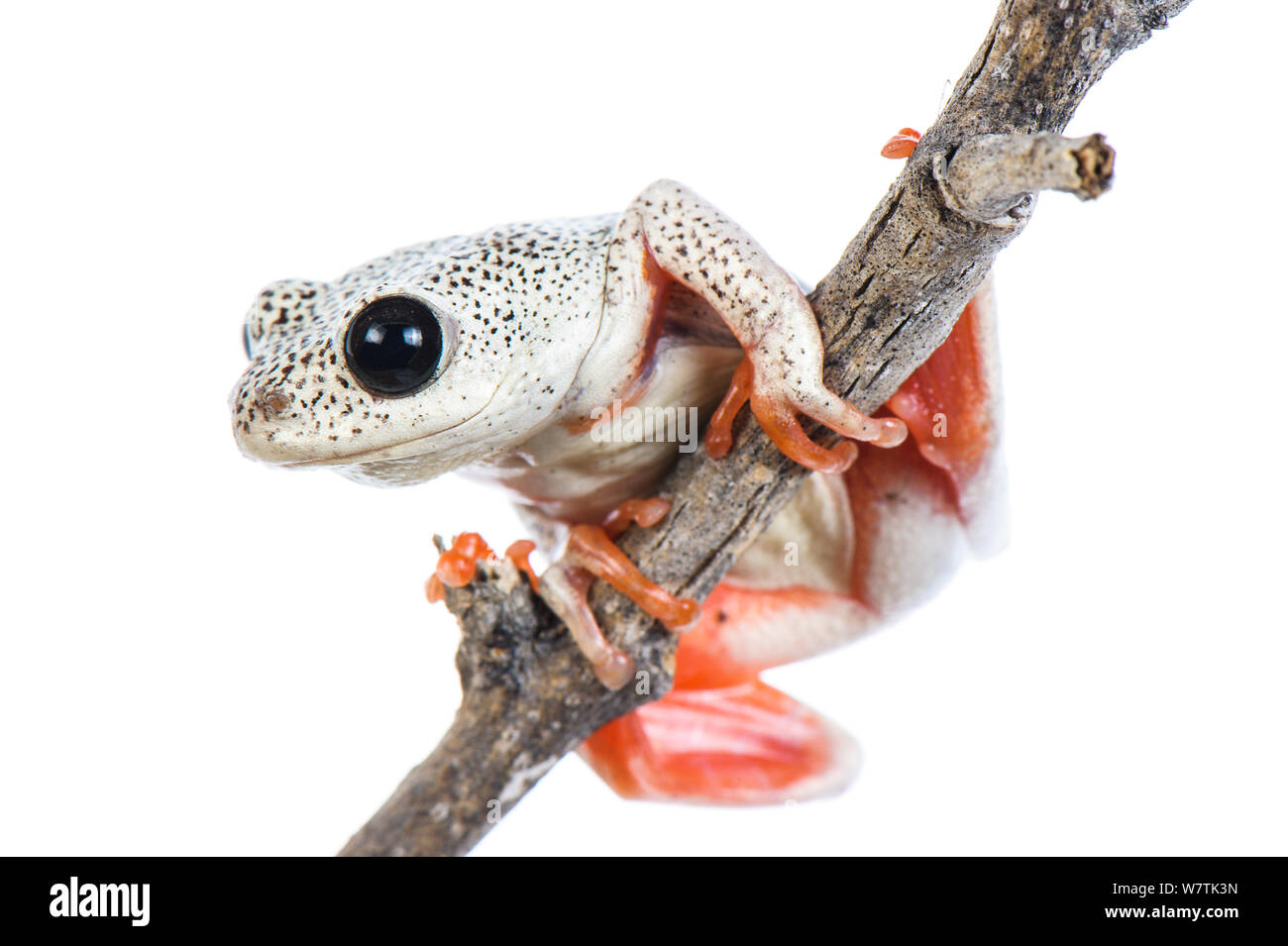 Marmorierte Reed frog (hyperolius Parallelus) Erwachsenen, Botswana, April. Meetyourneighbors.net Projekt Stockfoto