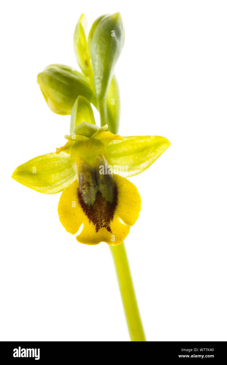 Gelb (Ophrys Ophrys lutea) San Bartolomeo al Mare, Italien. Meetyourneighbors.net Projekt Stockfoto