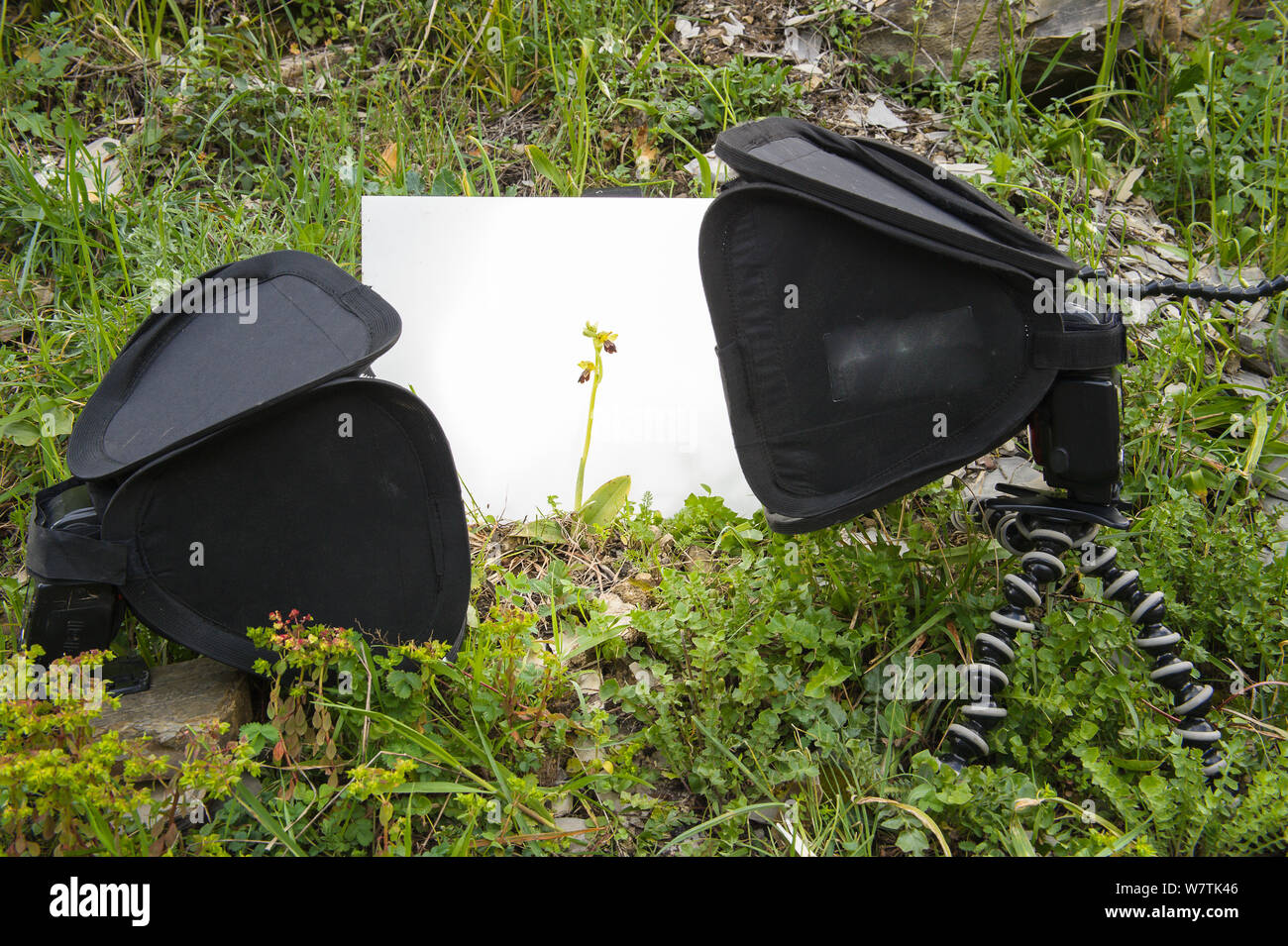 Feld Studio einrichten zu fotografieren Bienen-ragwurz (Ophrys forestieri) Italien, März. Meetyourneighbors.net Projekt Stockfoto