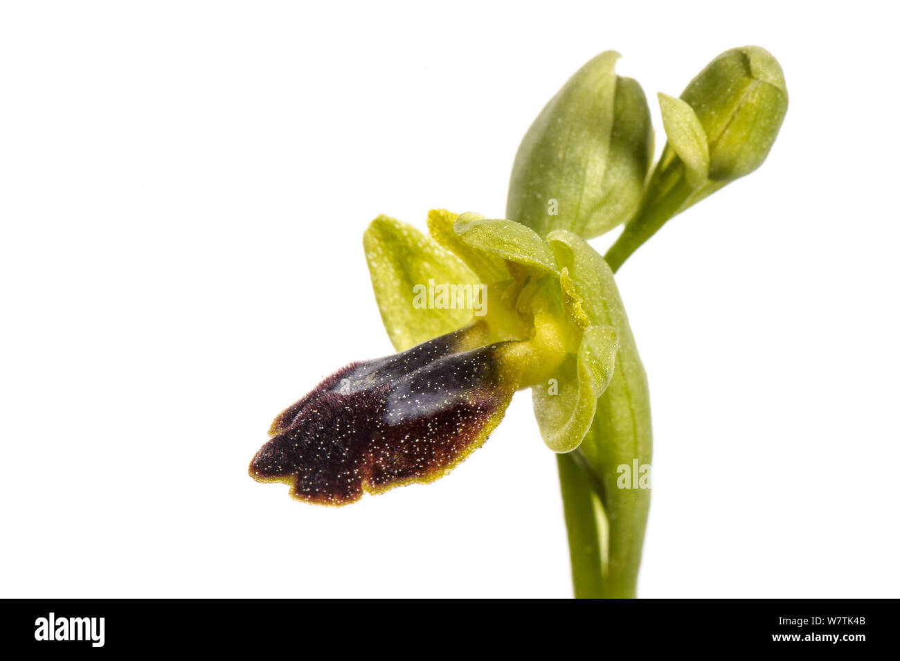 Bienen-ragwurz (Ophrys delforgei) Imperia, Italien, März. Meetyourneighbors.net Projekt Stockfoto