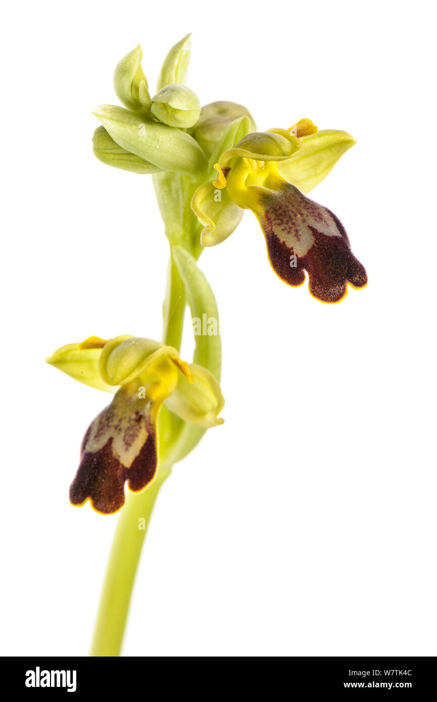 Bienen-ragwurz (Ophrys forestieri) Imperia, Italien, März. Meetyourneighbors.net Projekt Stockfoto