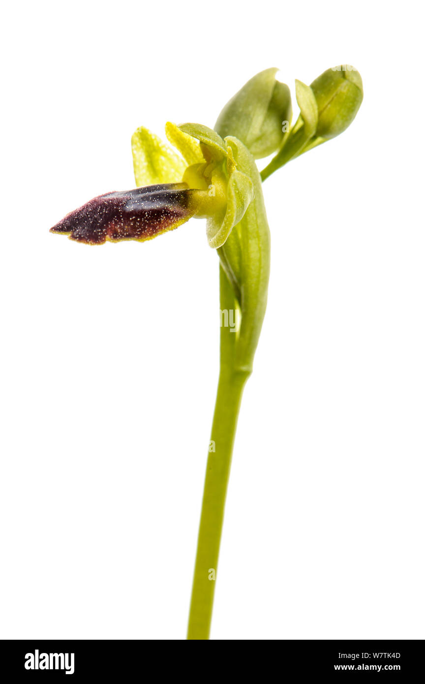 Bienen-ragwurz (Ophrys delforgei) Imperia, Italien, März. Meetyourneighbors.net Projekt Stockfoto