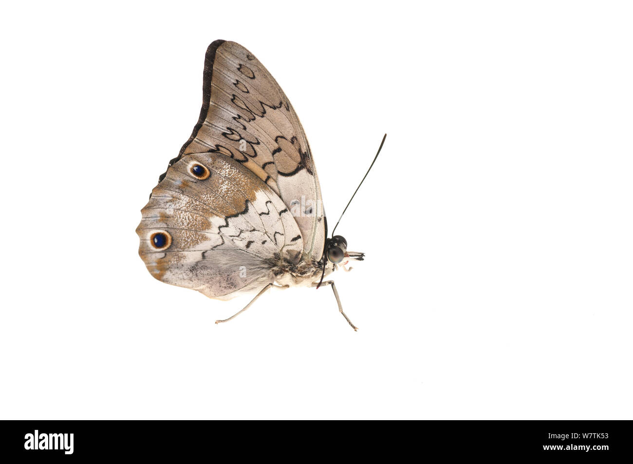 Schmetterling (Prepona sp.) Surama, Guyana. Meetyourneighbors.net Projekt Stockfoto