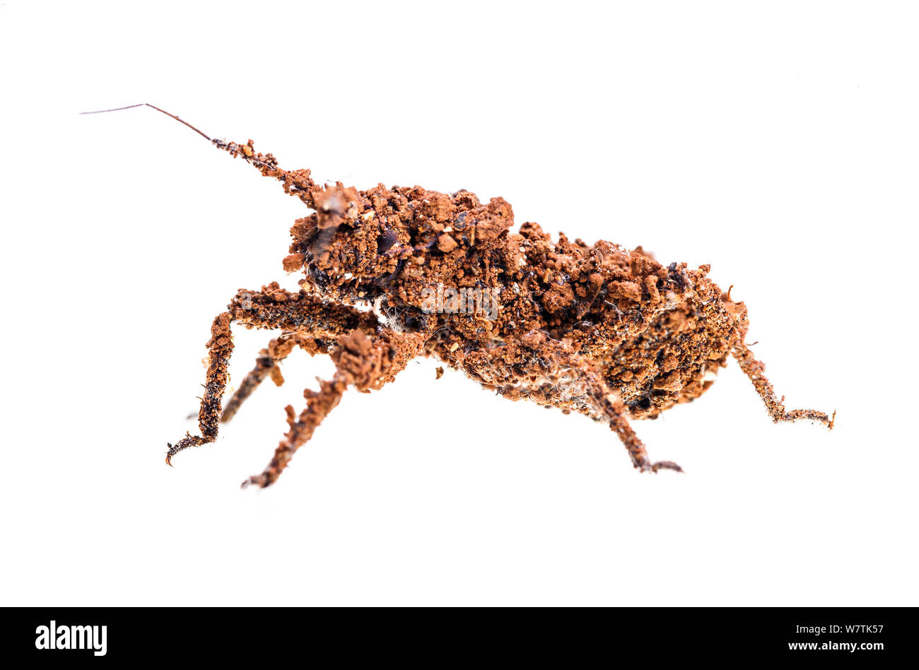images Reduvius Personatus Chagas alamy