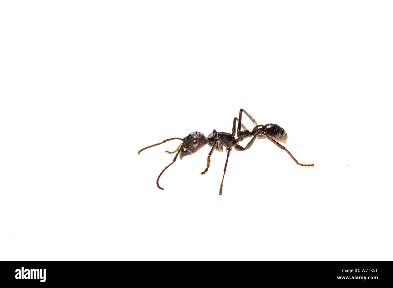 Bullet ant (Paraponera clavata) Surama, Guyana. Meetyourneighbors.net Projekt Stockfoto