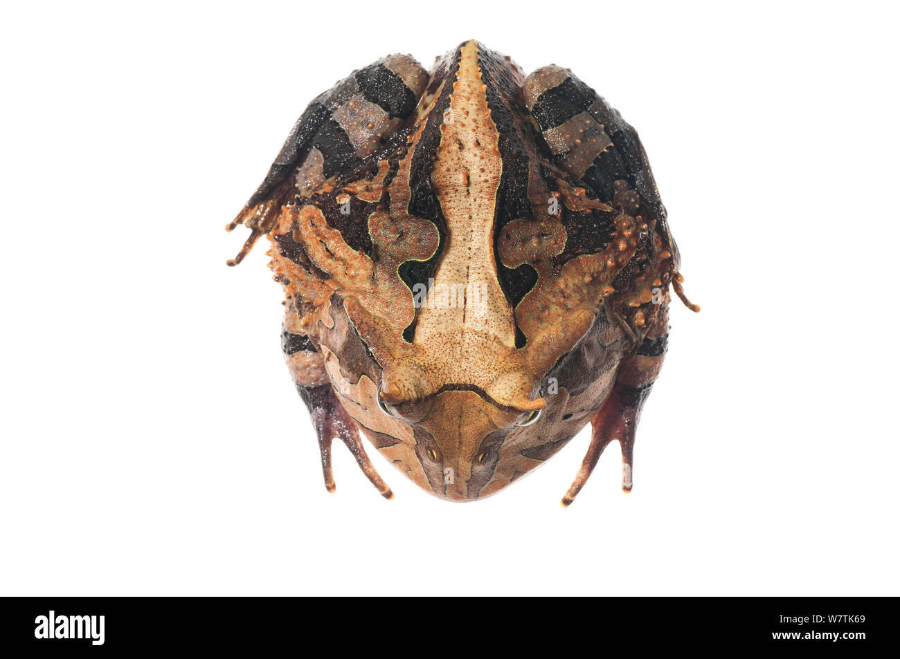 Südamerikanische horned Frog (Ceratophrys cornuta) Iwokrama, Guyana. Meetyourneighbors.net Projekt Stockfoto