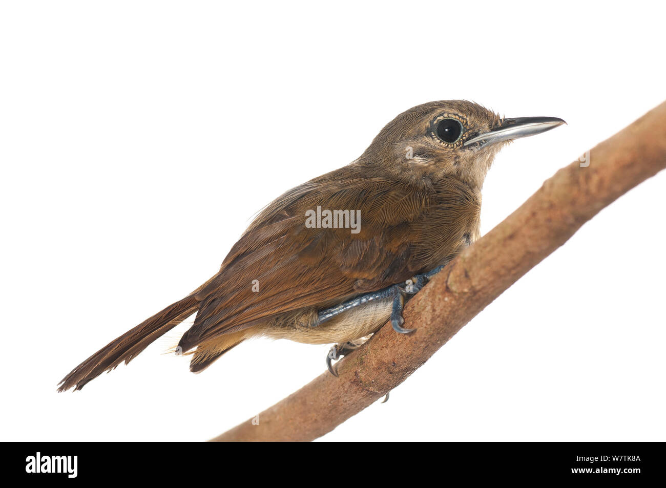 Weiß - flankiert (Antwren Iwokrama Myrmotherula axillaris), Guyana. Meetyourneighbors.net Projekt Stockfoto
