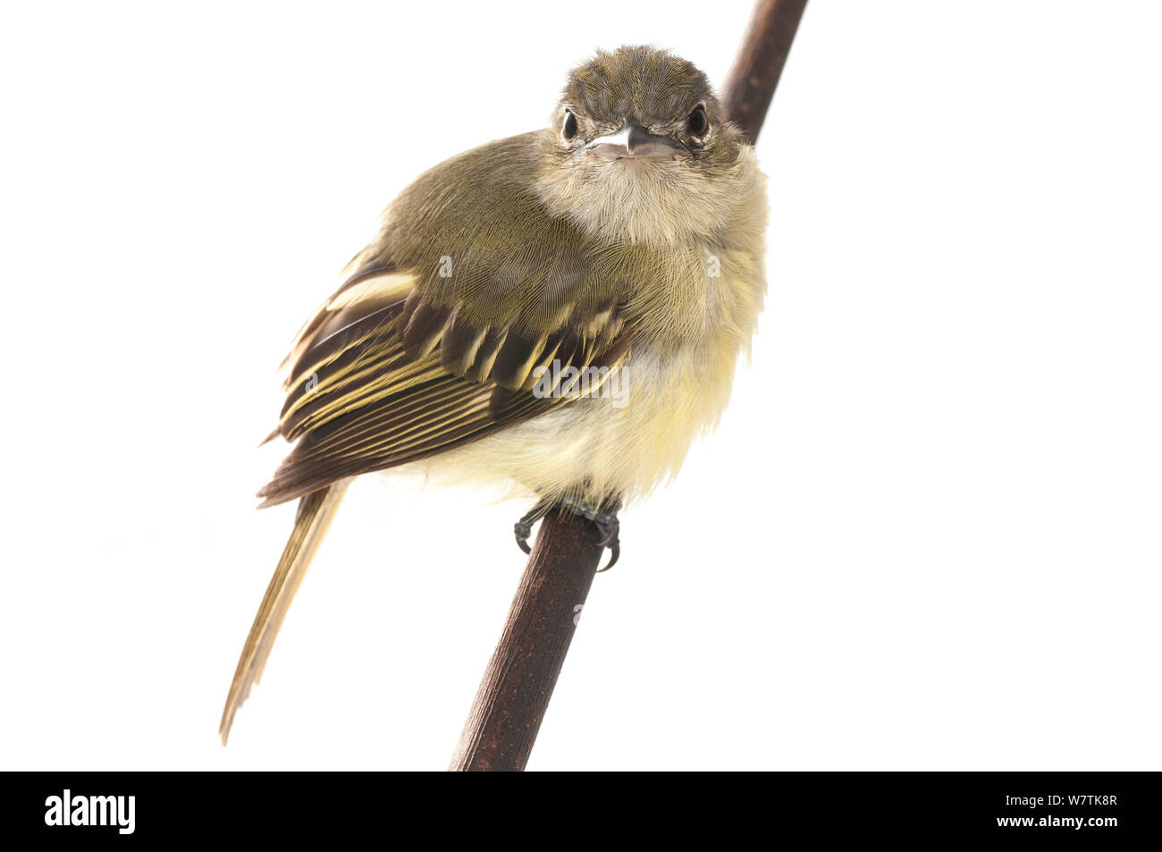 Rufous-bellied Antwren (Isleria guttata) Iwokrama, Guyana. Meetyourneighbors.net Projekt Stockfoto