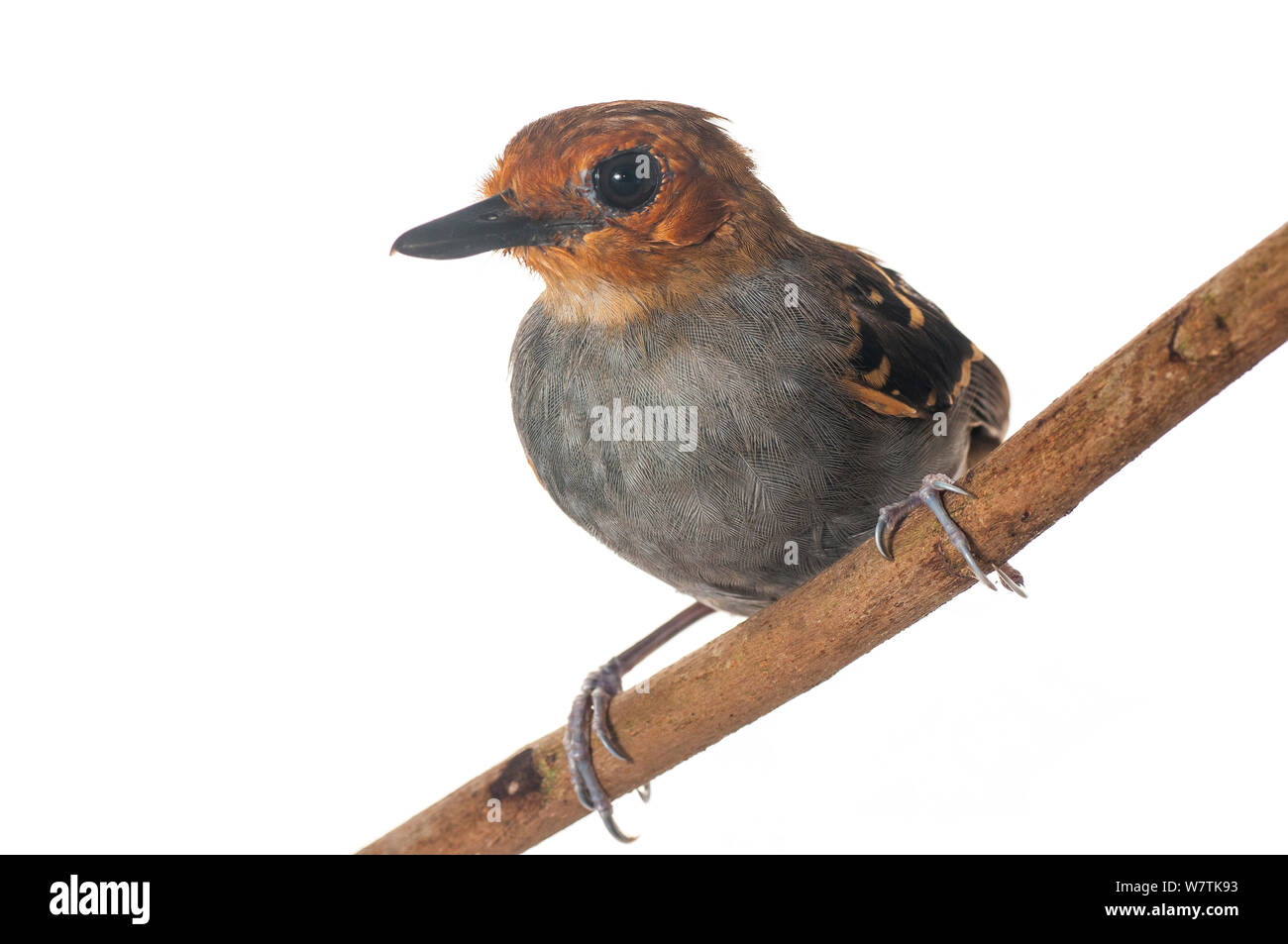 Scale-backed Antbird (Willisornis Iwokrama poecilinotus), Guyana. Meetyourneighbors.net Projekt Stockfoto