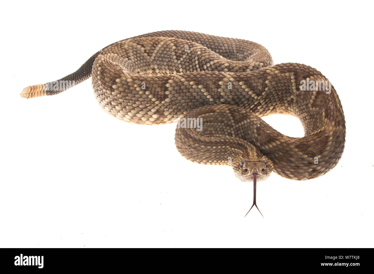 Neotropischer Klapperschlange (Crotalus durissus) Kusad Berg, Guyana. Meetyourneighbors.net Projekt Stockfoto