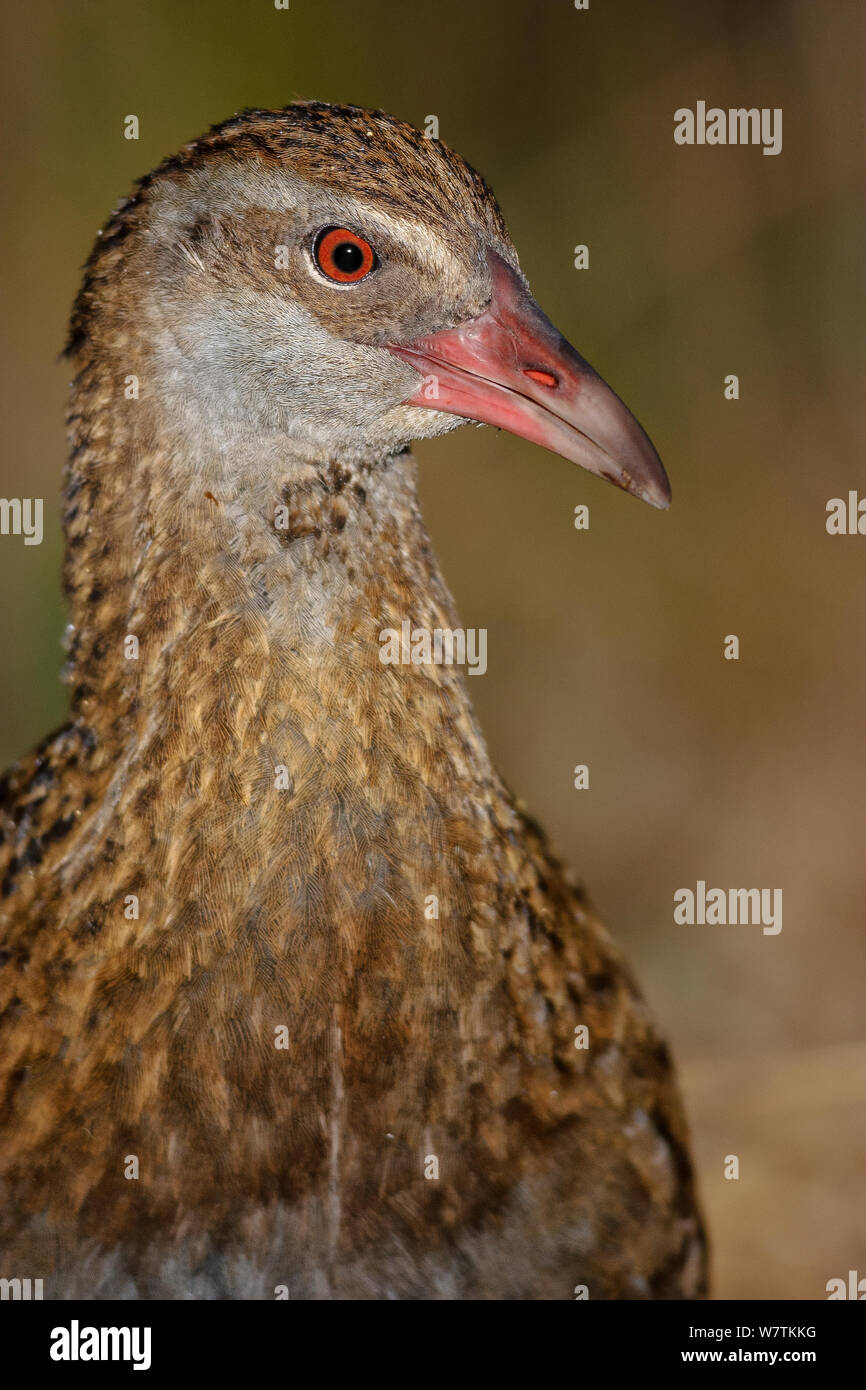 Westlicher weka Fotos und Bildmaterial in hoher Auflösung Alamy
