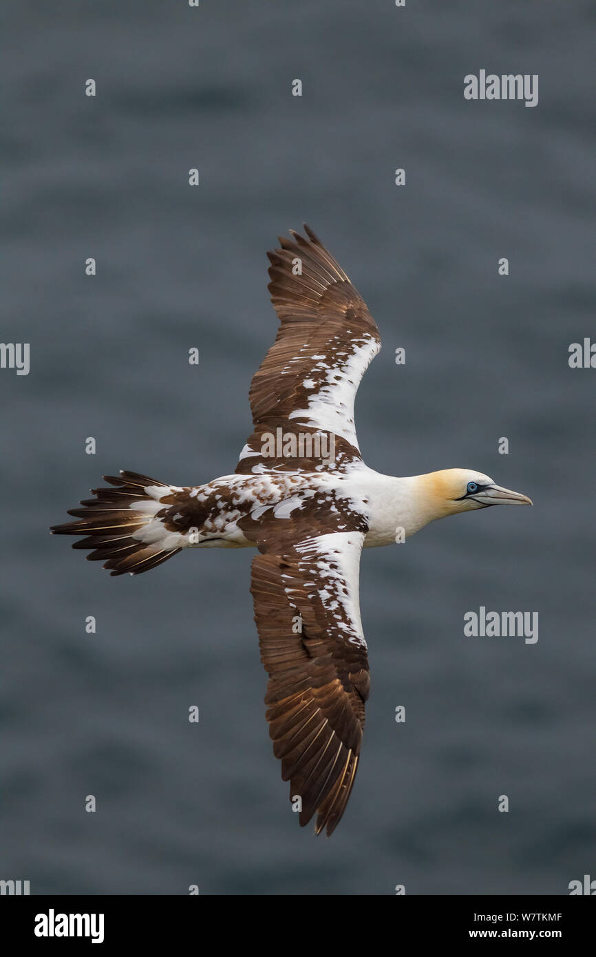 Sub - Erwachsene Northern Gannet (Morus bassanus) im Flug, Oberschale. Naturschutzgebiet Hermaness, Shetlandinseln, Schottland, Juli. Stockfoto