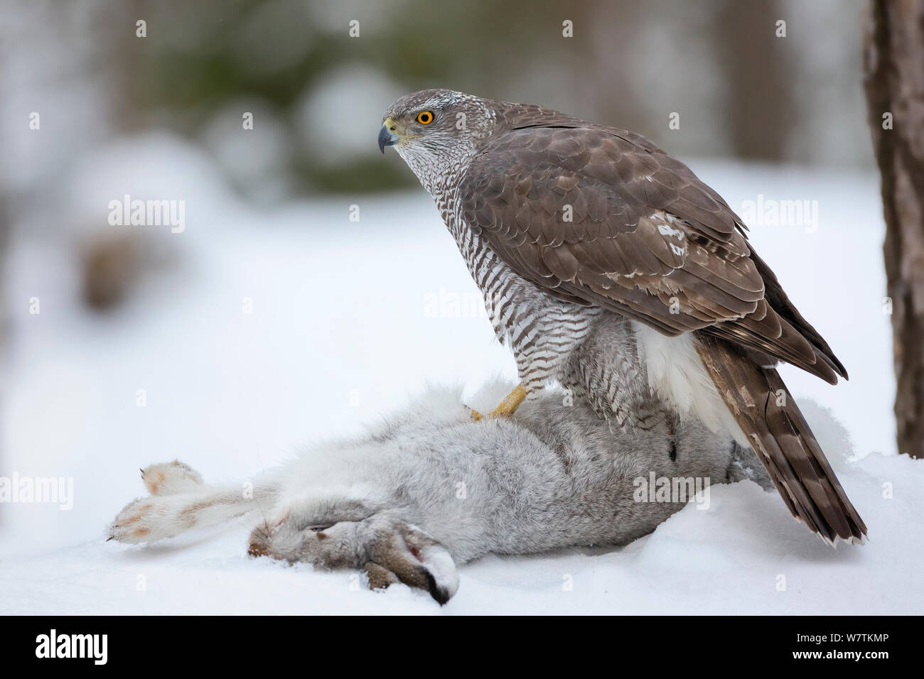 Weibliche nördliche Habicht (Accipiter gentilis) stehend auf Schneehase (Lepus timidus) Beute. Südliches Norwegen, Januar. Stockfoto