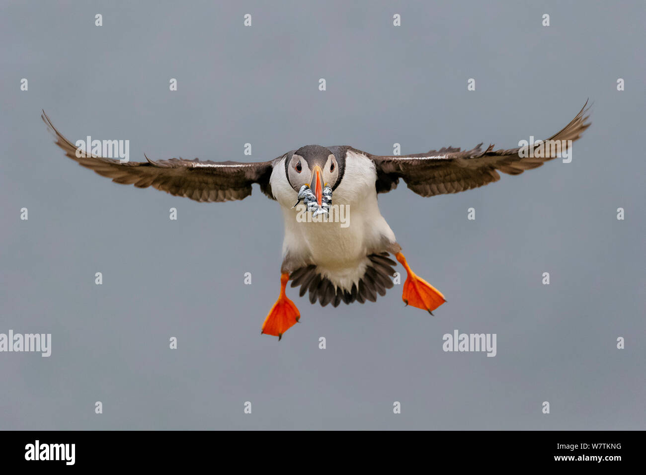 Papageitaucher (Fratercula arctica) im Flug, mit Schnabel voller Sandaale. Fair Island, Shetland Inseln, Schottland, Juli. Stockfoto