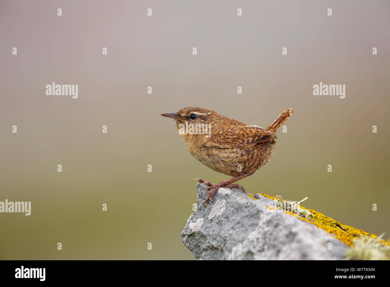 Shetland Zaunkönig (Troglodytes troglodytes zetlandicus) auf Flechten bedeckte Felsen thront. Shetlandinseln, Schottland, Juli. Stockfoto