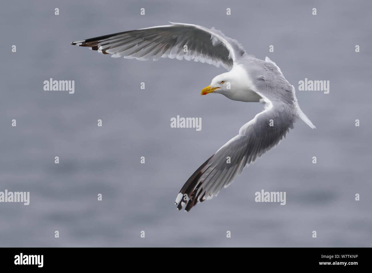 Europäische Silbermöwe (Larus argentatus) im Flug. Shetlandinseln, Schottland, Großbritannien. Juli. Stockfoto