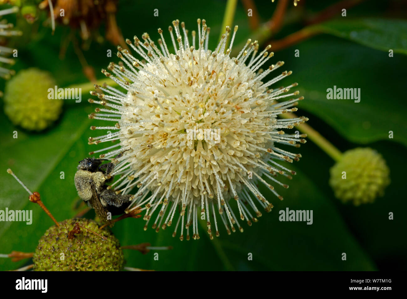 Hummel (BOMBUS) auf Buttonbush (Cephalanthus occidentalis) im Tau auf der Suche nach Nektar und Pollen, New York, USA, Juli abgedeckt. Stockfoto