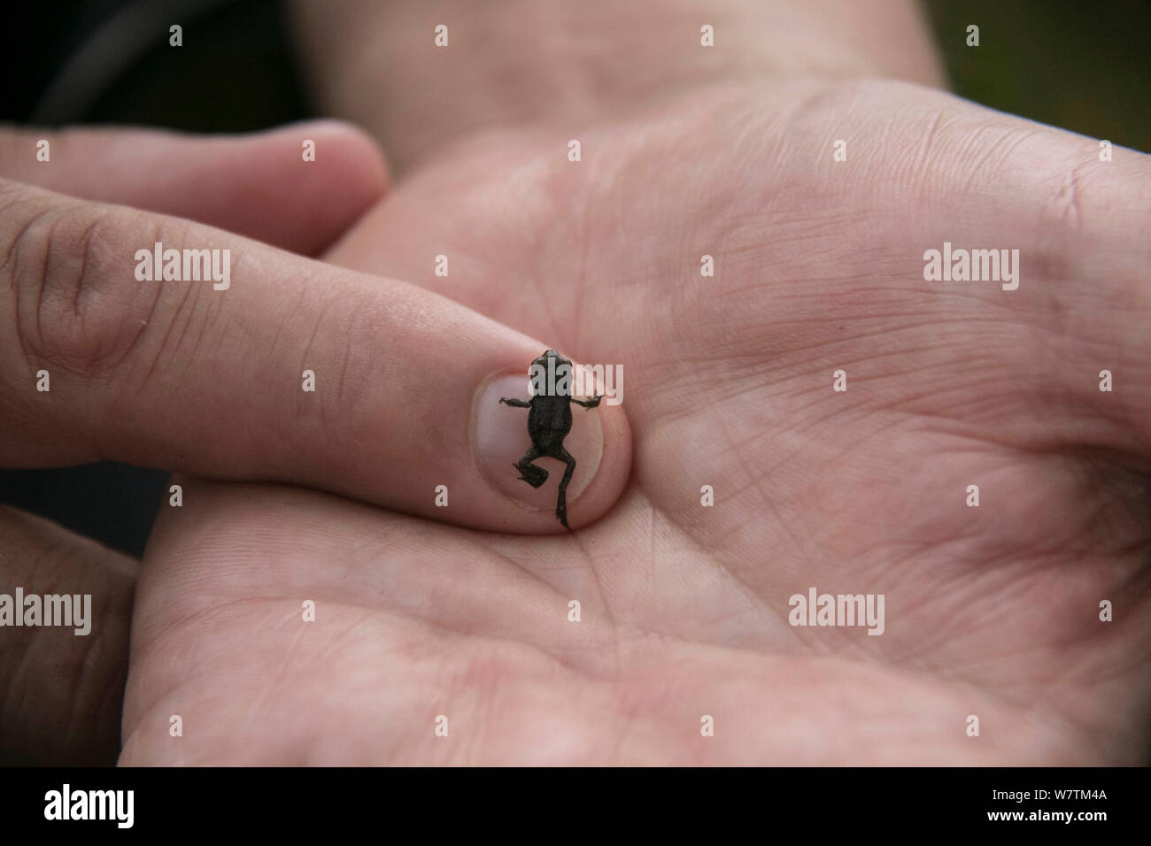 Baby-Frosch Stockfoto