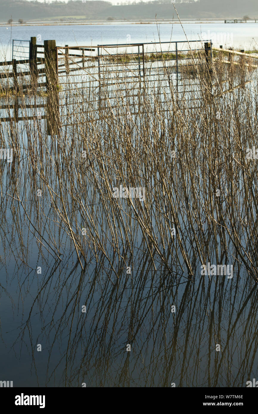 Withies oder junge Weiden (Salix sp) für Handwerksbetriebe im Januar 2014 Überschwemmungen gewachsen, Somerset, England, UK, 11. Januar 2014. Stockfoto