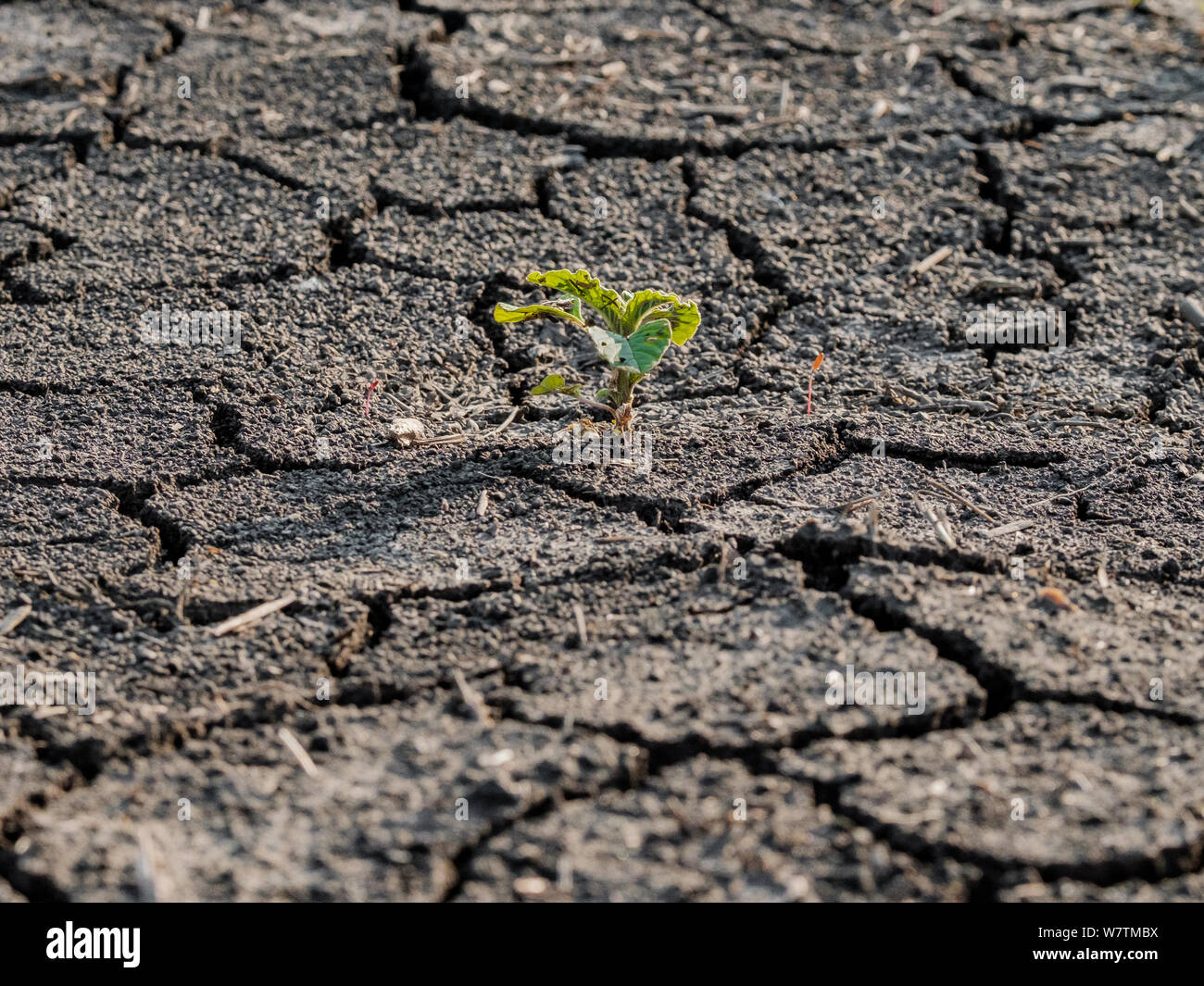 Lonely grün sprießen auf leblose Erde durch Trockenheit rissig. Das Verderben der Natur. Stockfoto