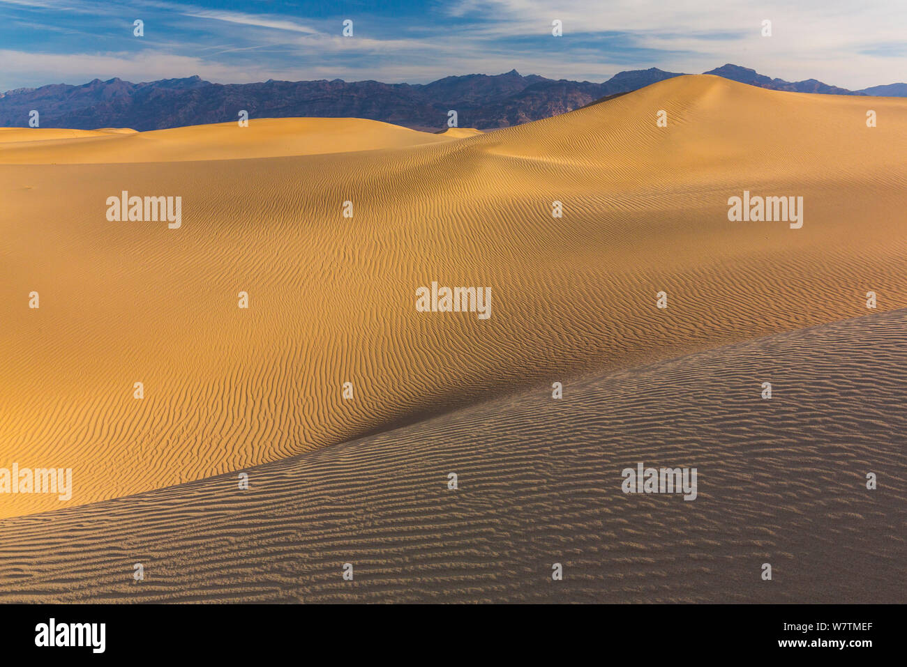 Mesquite flachen Sand Dünen, Death Valley National Park, Kalifornien, USA, März 2013. Stockfoto