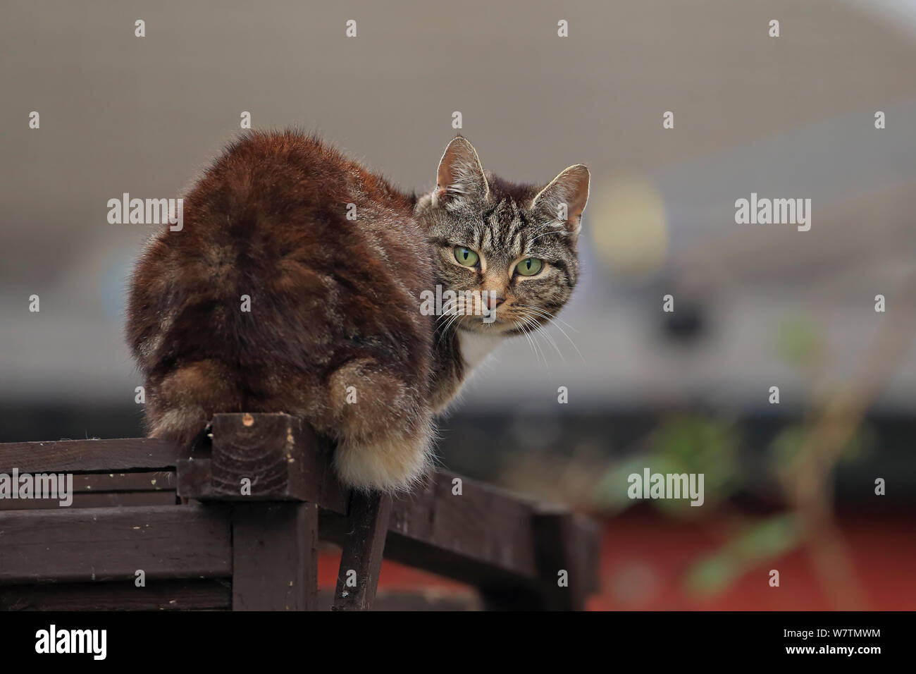 Hauskatze (Felis catus) Norfolk, England, Großbritannien, Oktober 2013 Stockfoto