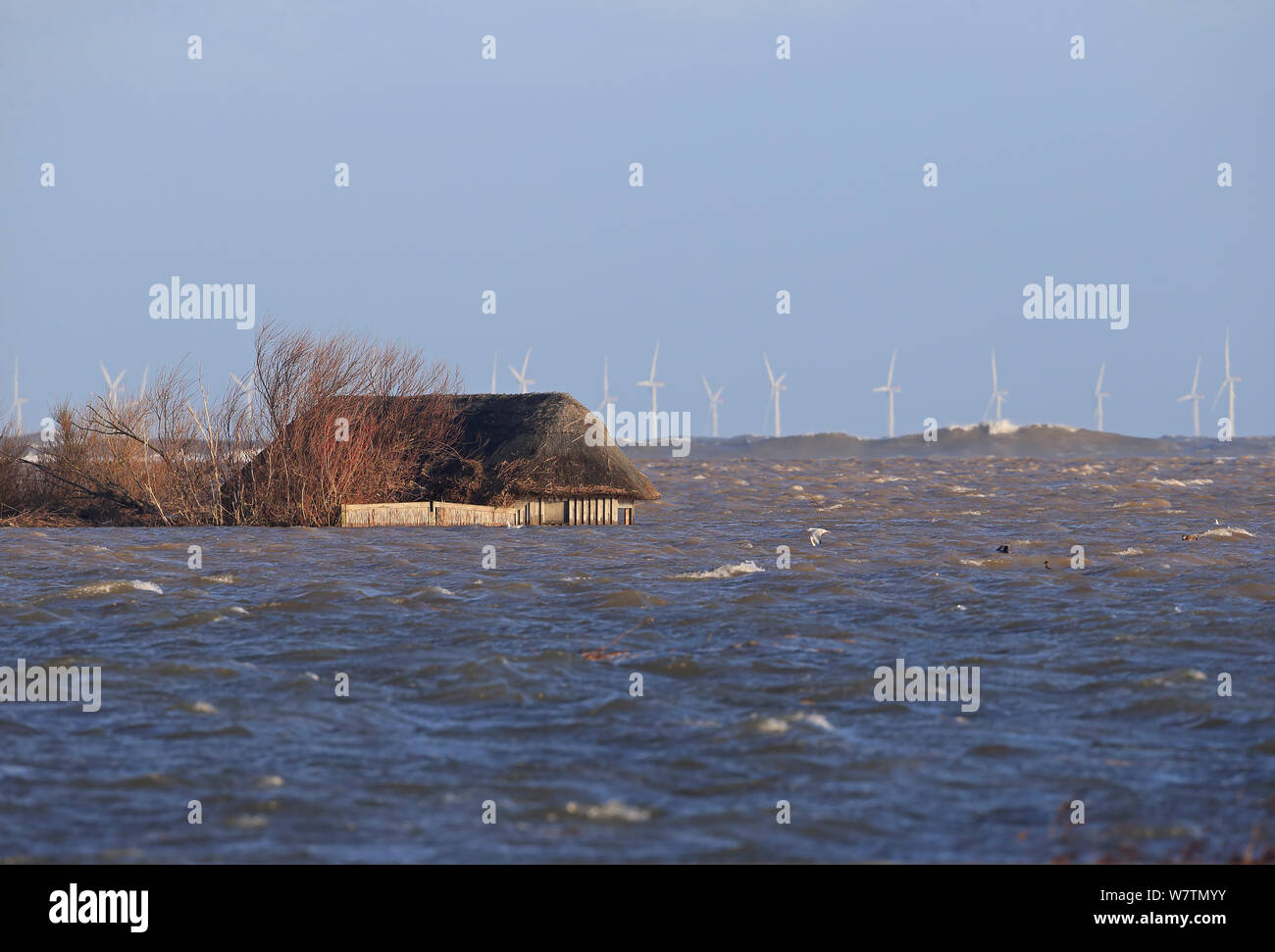 Cley Sümpfe NWT, Norfolk, England, UK, Dezember 2013. Stockfoto