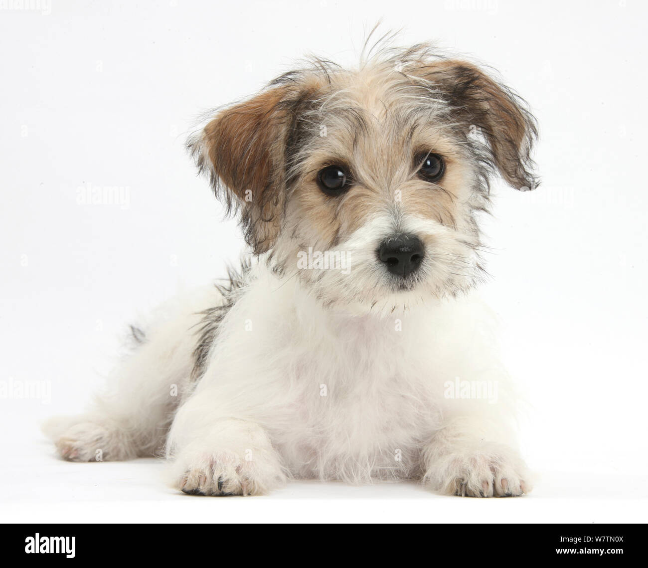 Bichon Frisé x Jack Russell Terrier Welpen, Bindi, 12 Wochen, liegen mit dem Kopf nach oben, gegen die weißen Hintergrund Stockfoto Bichon Frisé x Jack Russell Terrier Welpen, Bindi, 12 Wochen, liegen mit dem Kopf nach oben, gegen die weißen Hintergrund Stockfoto