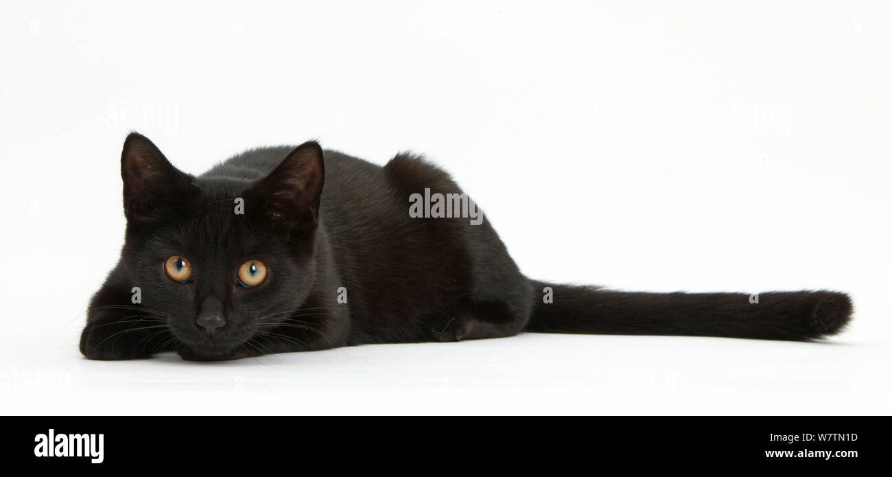 Schwarze Katze, Pachie, 5 Monate, eindringlich anstarrt, vor weißem Hintergrund Stockfoto