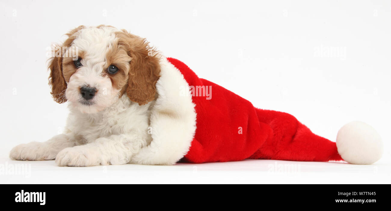 Cute rot-weißen Cavapoo Welpen, 6 Wochen, in einem Weihnachtsmann Mütze, vor weißem Hintergrund Stockfoto Cute rot-weißen Cavapoo Welpen, 6 Wochen, in einem Weihnachtsmann Mütze, vor weißem Hintergrund Stockfoto