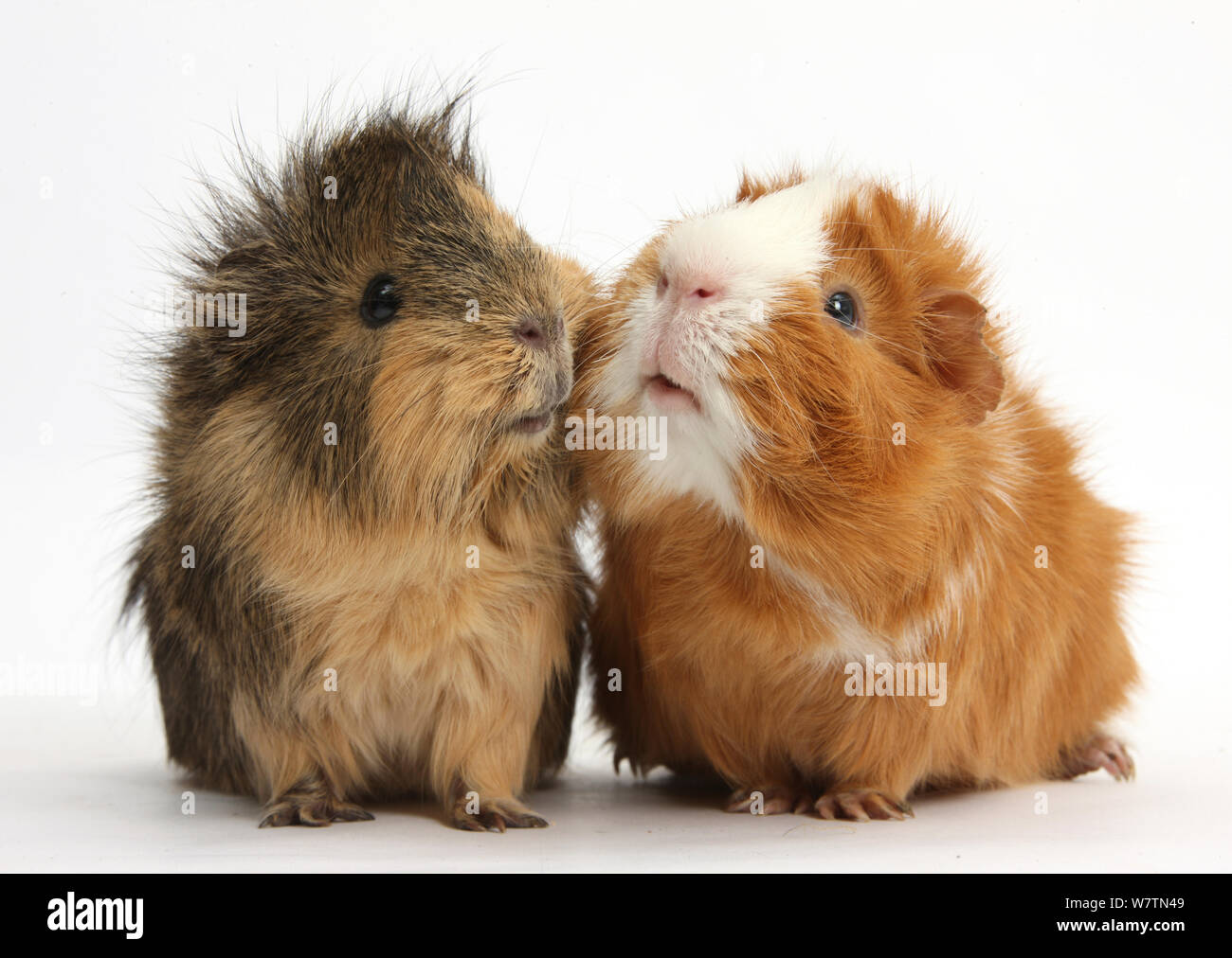 Zwei ältere Meerschweinchen Wange an Wange, vor weißem Hintergrund Stockfoto