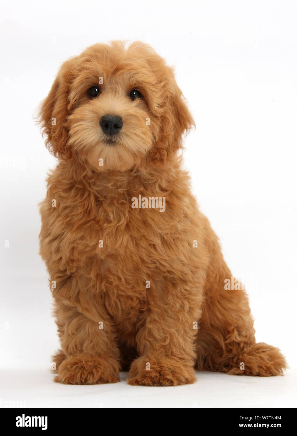 Goldendoodle Blumentopf - Süßer Hunde-Übertopf Für Garten, Terrasse Oder Indoor, Ca. 33 Cm Hoch