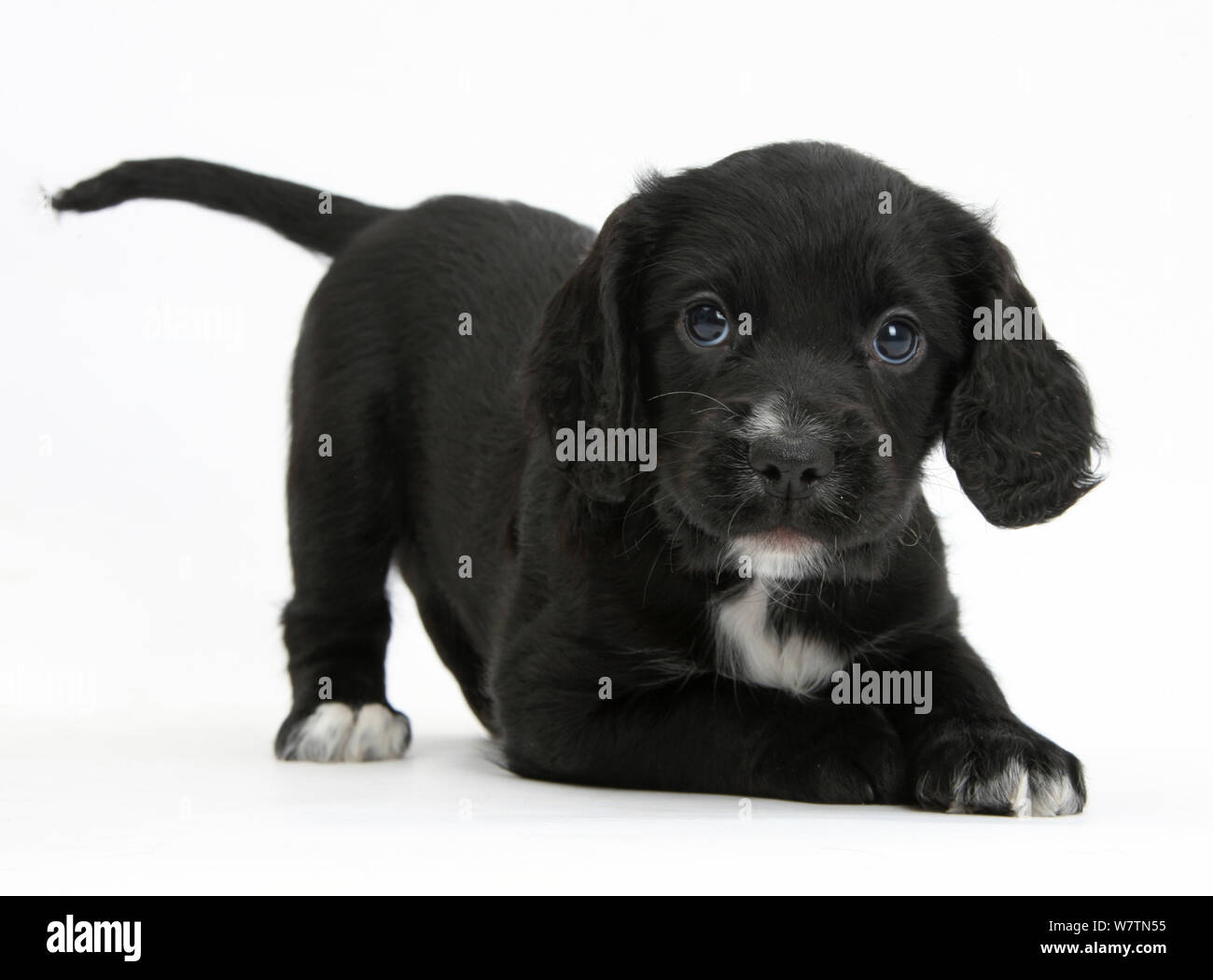 Black Cocker Spaniel Puppy Stockfotos Und Bilder Kaufen Alamy