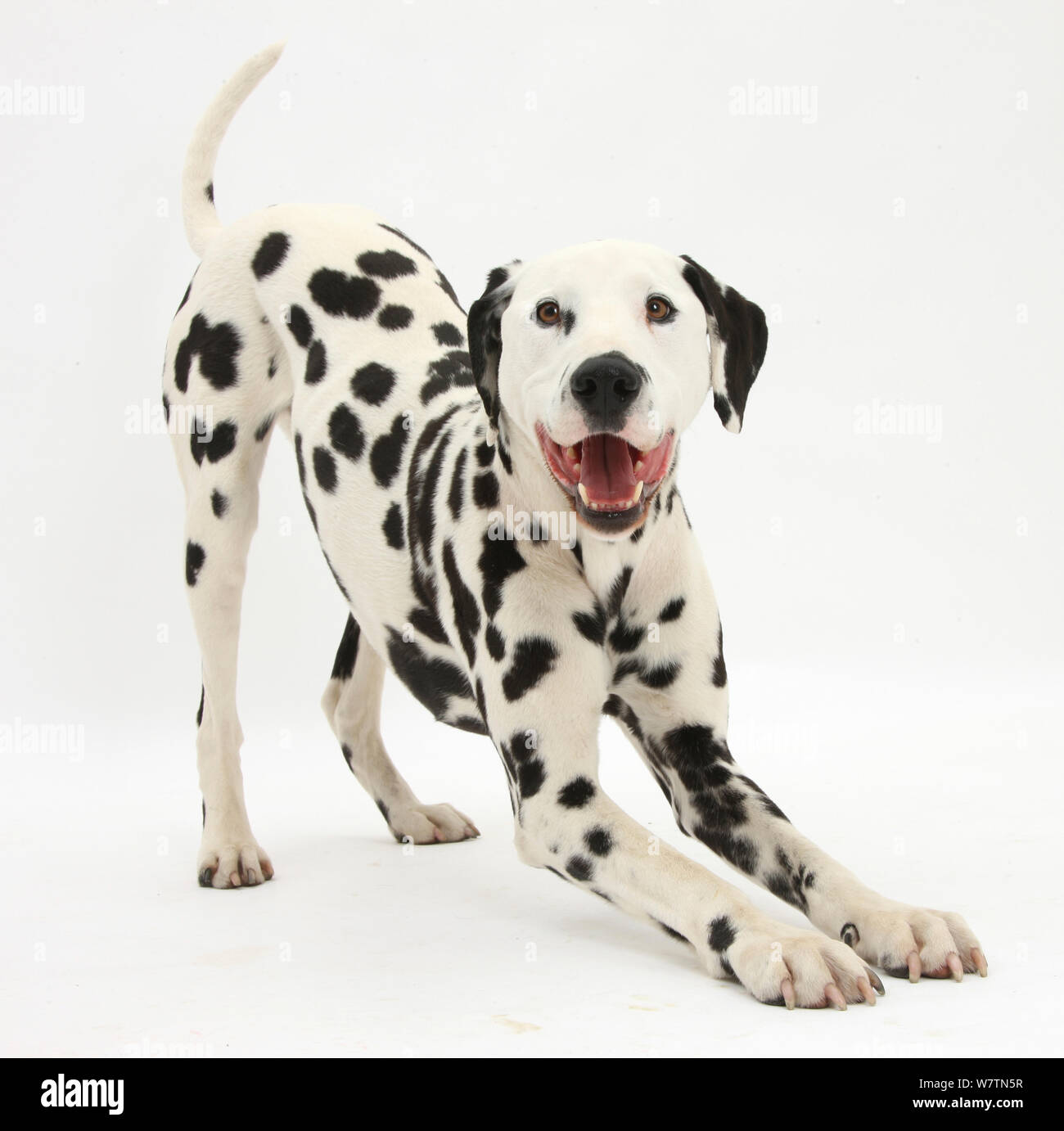 Dalmatiner Hund, Barney, 6 Jahre, im Spiel - Bug Haltung, gegen die weißen Hintergrund Stockfoto