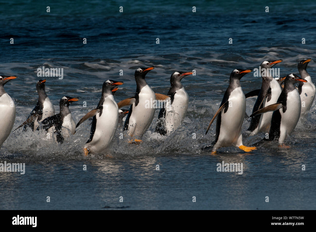 Gentoo penquins (Pygoscelis papua) Gruppe an Land kommen. Sea Lion Island, Falkland, South Atlantic. Stockfoto