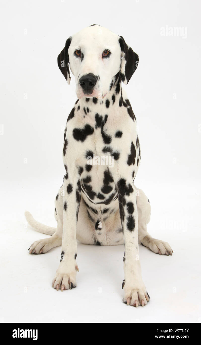 Dalmatiner Hund, Barney, 6 Jahre, Sitzen, vor weißem Hintergrund Stockfoto