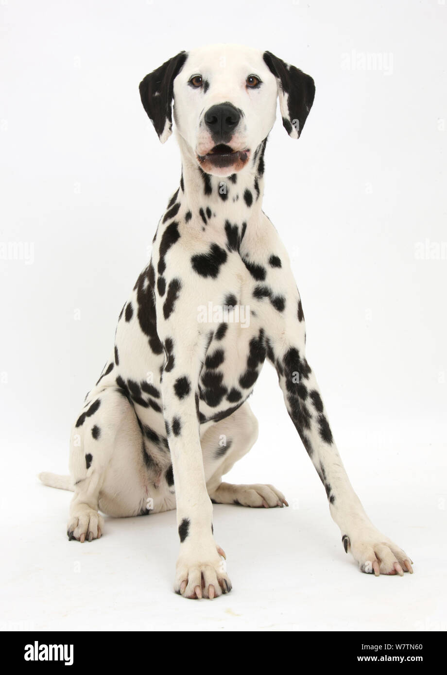 Dalmatiner Hund, Barney, 6 Jahre, Sitzen, vor weißem Hintergrund Stockfoto