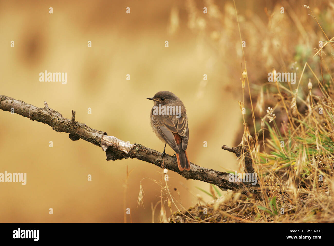 Black Redstart (Phoenicurus ochruros) auf Zweig in der Nähe von Tiszaalpar, Ungarn, Juni thront. Stockfoto