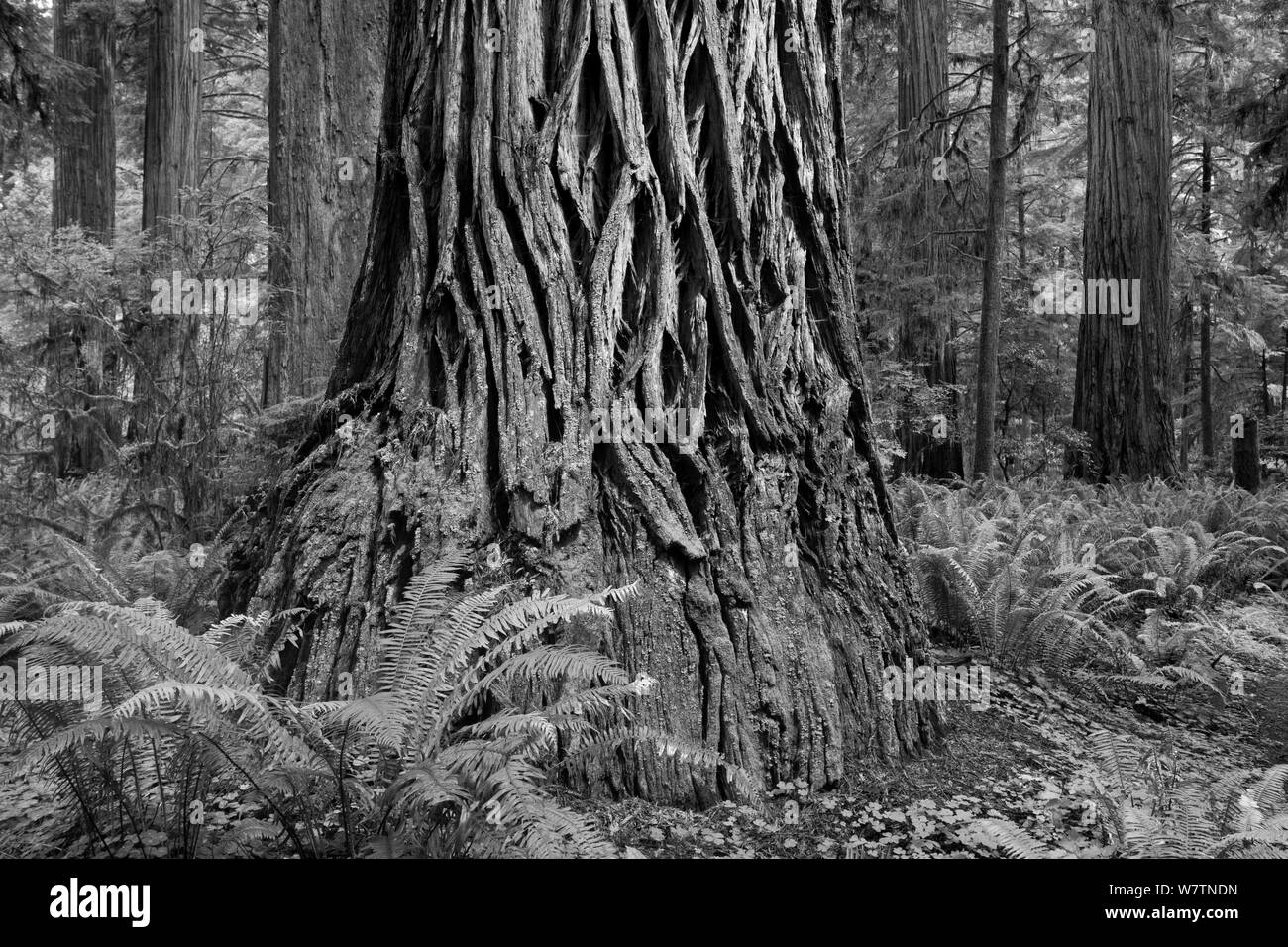 Schwarz-weiß Foto von Redwood Bäume im Jedediah Smith Redwoods State Park, Kalifornien, USA, Juni. Stockfoto